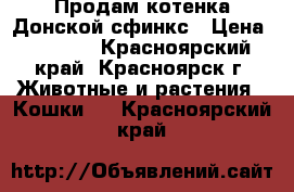 Продам котенка Донской сфинкс › Цена ­ 3 000 - Красноярский край, Красноярск г. Животные и растения » Кошки   . Красноярский край